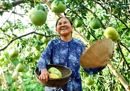 Khai thác giá trị cây bưởi để phát triển du lịch tại huyện Đoan Hùng, tỉnh Phú Thọ
